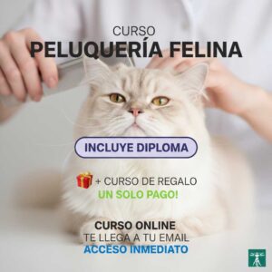 Peluquería Felina como Negocio: Genera Ingresos Rápidos